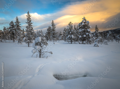 Deep fresh snow in norwegian forest. Boreal landscapes in winter scenery. photo