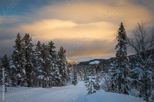 Deep fresh snow in norwegian forest. Boreal landscapes in winter scenery. © Adrian