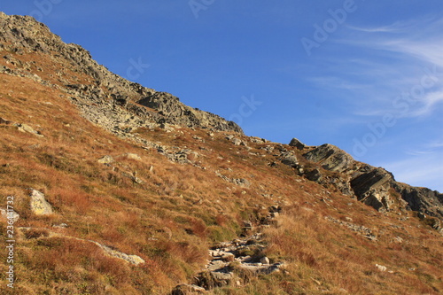 Hochalpine Vegetation 