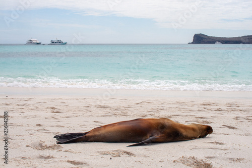 Lazy Galapagos sea lion relaxes on the beach with cruise ships in the ocean in the background
