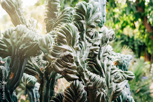 Close up of a cactus plant photo