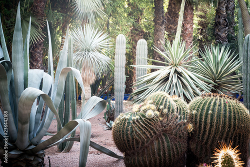 Beautiful cactus plant garden photo