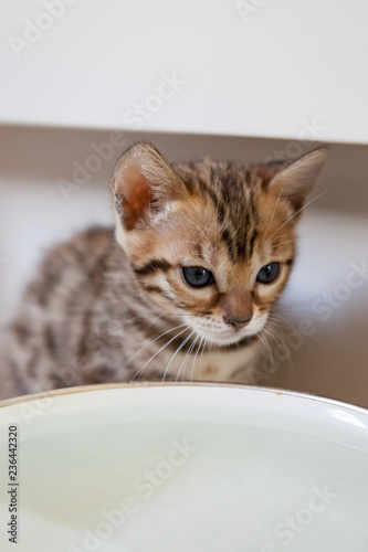 Cute bengal kitten at home