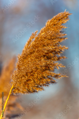 Fall reeds