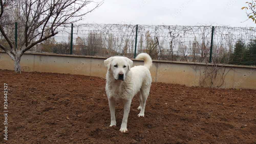 Fototapeta premium dog anatolian akbash akbaş