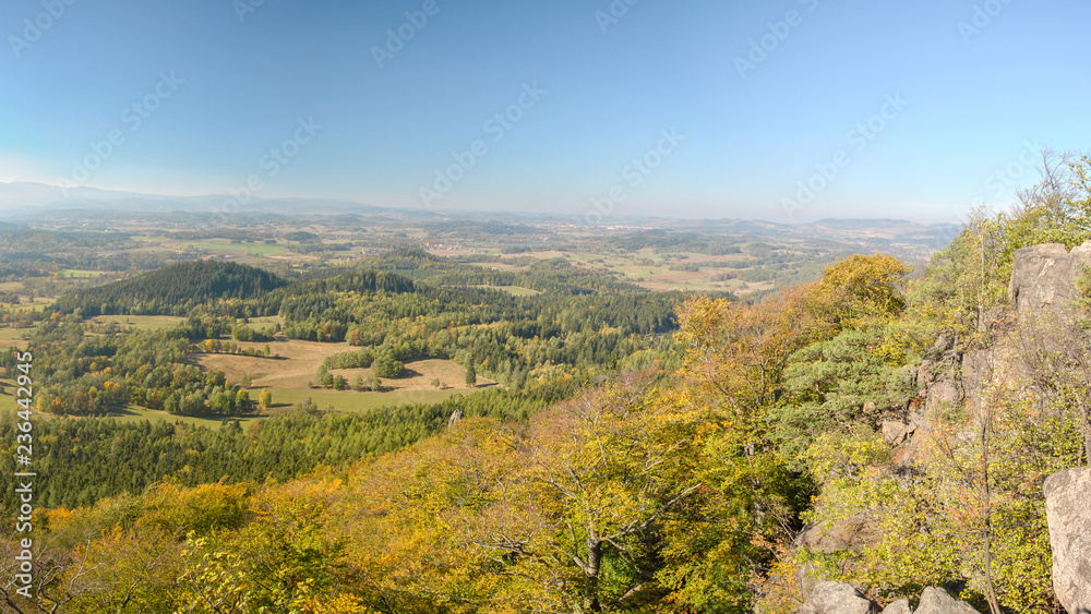 Panoramic view with autumn beech forest on a hillside