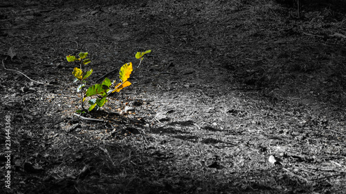 Foto Little beech in autumn colors