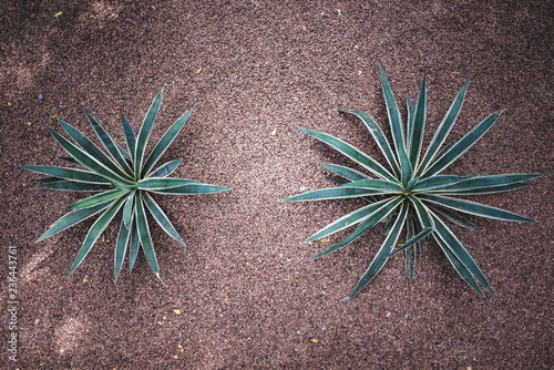 Agave macroacantha plant in a garden photo