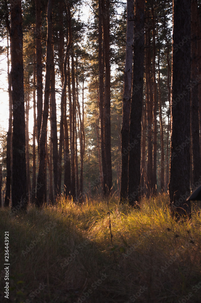 sunrise in forest