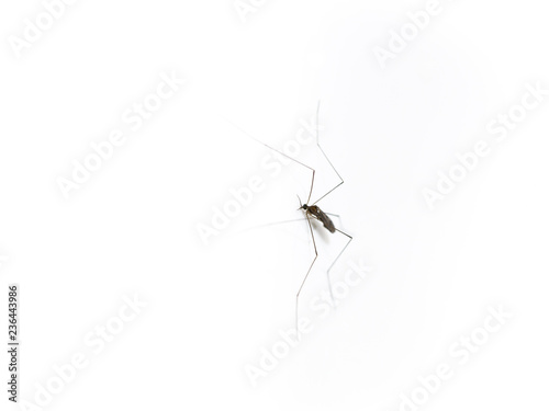 Mosquito Long Legs on The Toilet