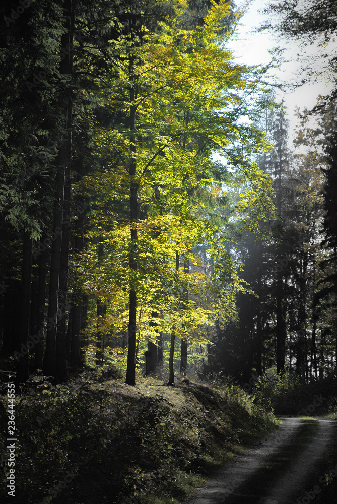 Fototapeta premium Contrasty sun rays in autumn forest