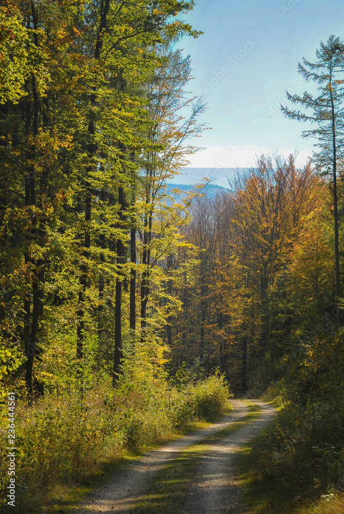 Fototapeta premium Gravel road leading through autumn forest