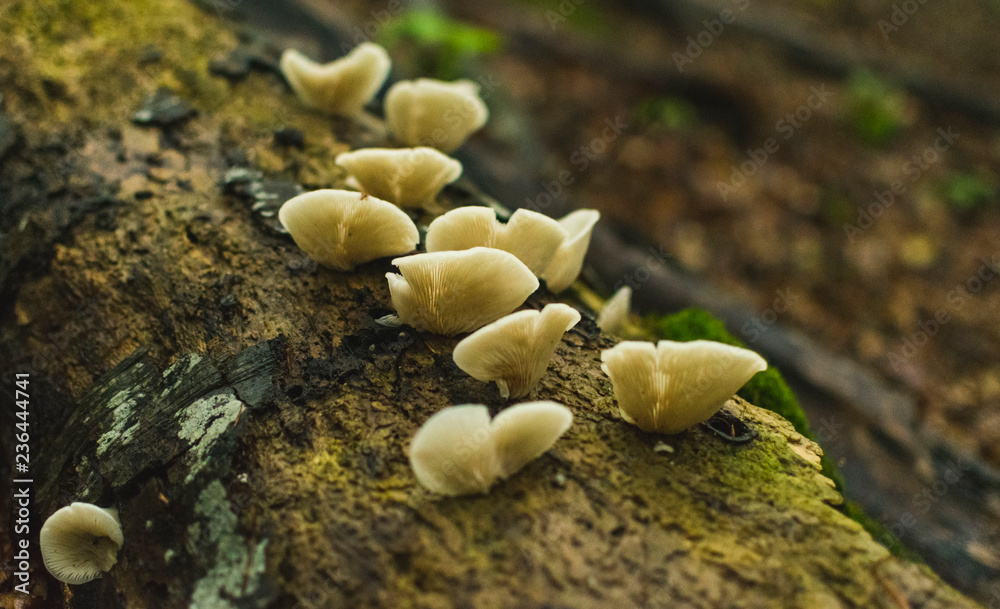 Beautiful pink mushroom growing on wet forest floor after the rain Beautiful pink mushroom growing on wet forest floor after the rain