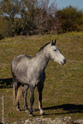 Gray horse stand proudly in a field in Spain