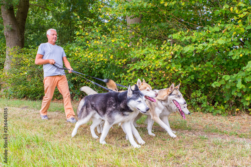 Man walks with four husky dogs in park Man walks with four husky dogs in park