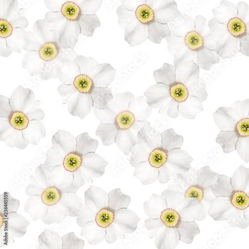 Fototapeta Naklejka Na Ścianę i Meble -  Beautiful floral background of white narcissus 