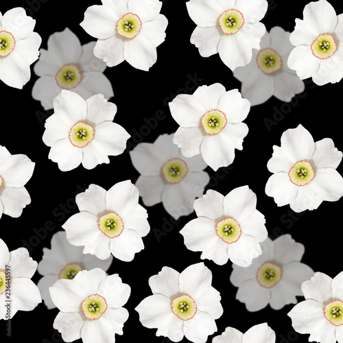 Fototapeta Naklejka Na Ścianę i Meble -  Beautiful floral background of white narcissus 