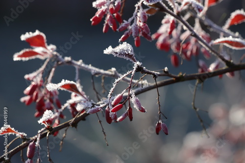 red berries in winter