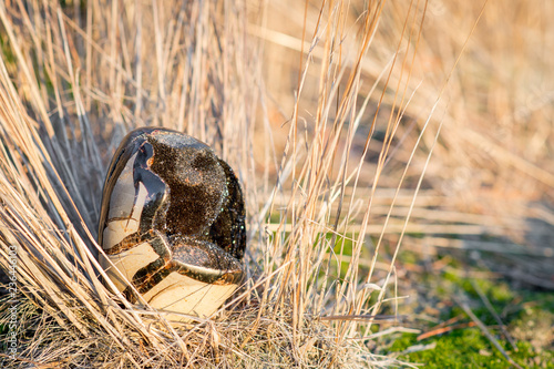 Small Septarian stone also called dragonegg laying in the grass in autumn during sunset photo