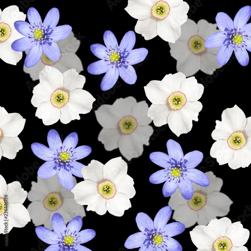 Fototapeta Naklejka Na Ścianę i Meble -  Beautiful floral background of white daffodils and liverwort 