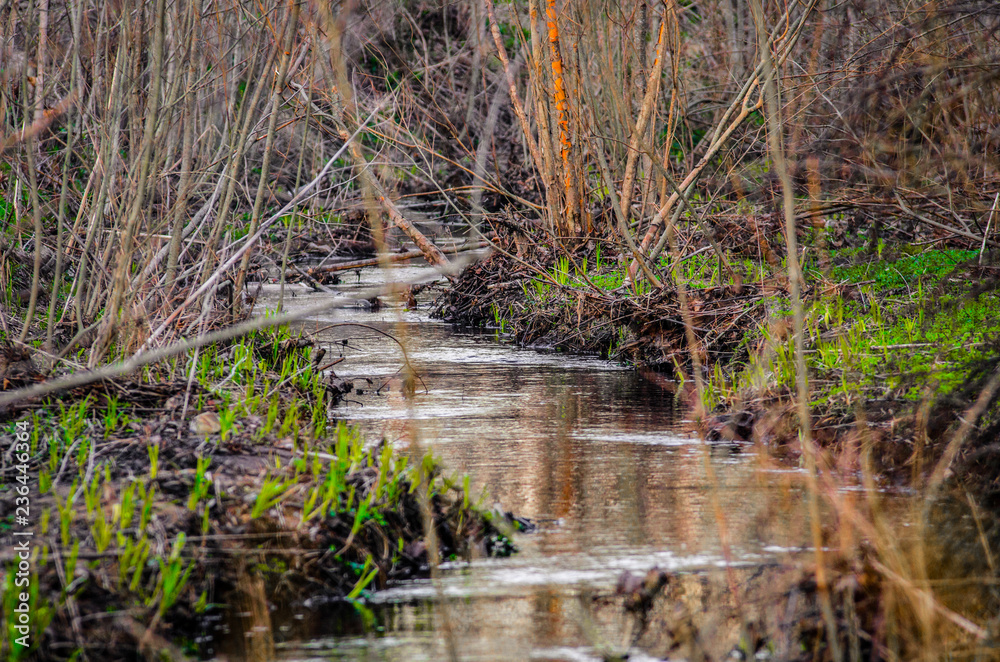 Spring forest stream among trees