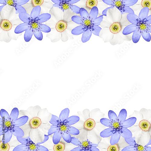 Beautiful floral background of white daffodils and liverwort 