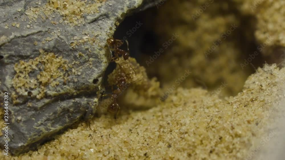 Ants in formicarium running around. Ants in formicarium running around.