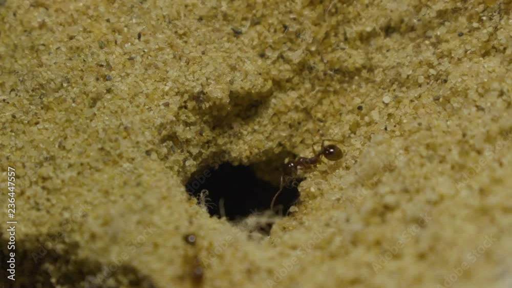 Ants in formicarium running around. Ants in formicarium running around.