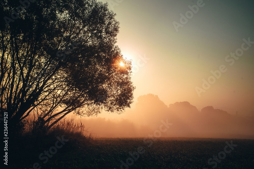 Morning mist in autumn nature, orange sunrise light in background