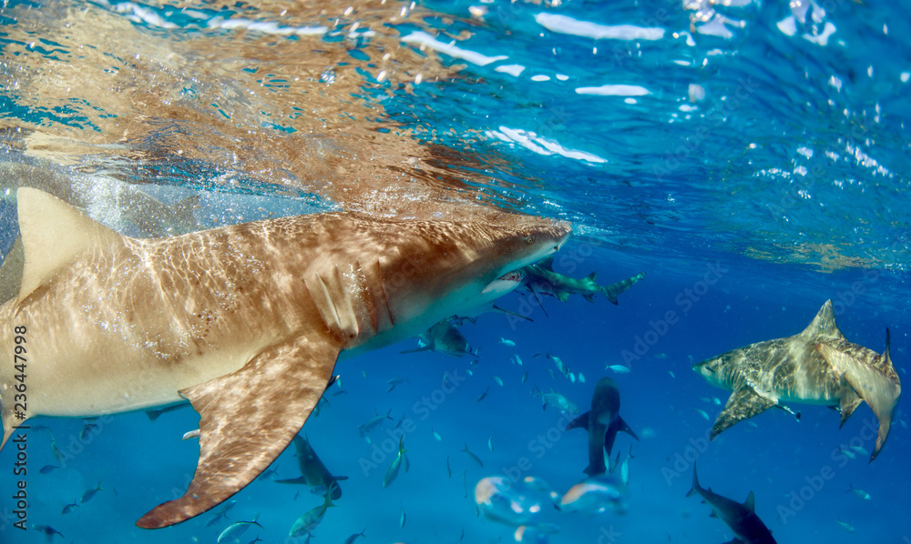 Fototapeta premium Lemon shark at the Bahamas