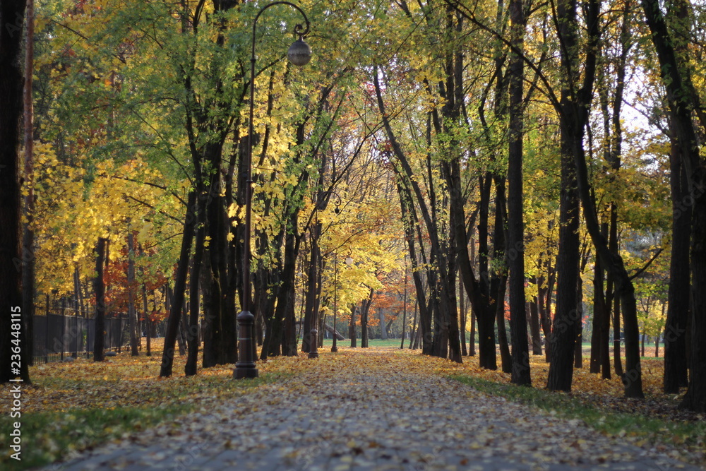 autumn in the park