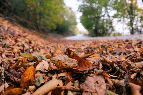 Autumn photo, orange leaves and road