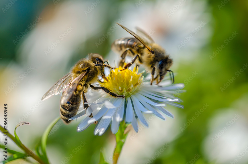 Two bees on a blossom Two bees on a blossom
