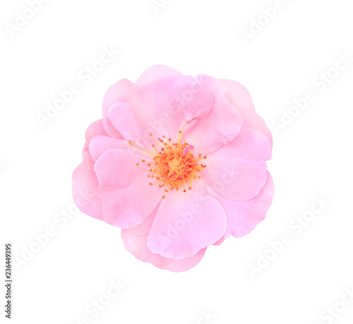 Top view pink rose flower blooming isolated on white background with clipping path