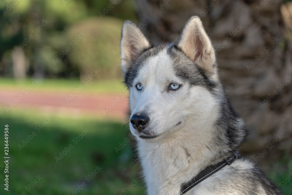 Siberian husky dog with blue eyes sits and looks, outdoors in nature on a sunny day, close up