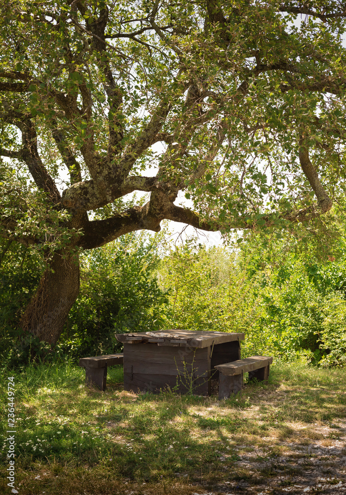 Wooden table in the shadow of a big branchy tree - garden Wooden table in the shadow of a big branchy tree - garden