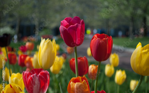 Tulips in garden 