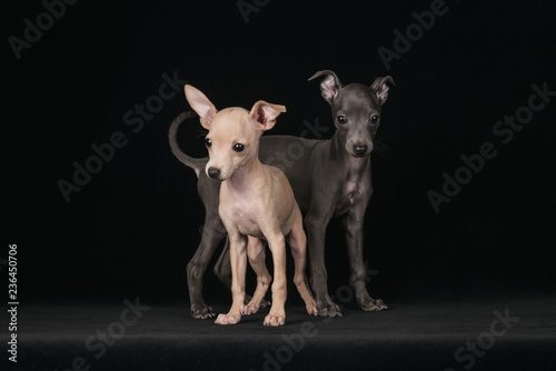 Fototapeta Naklejka Na Ścianę i Meble -  Two italian greyhound puppy in the studio