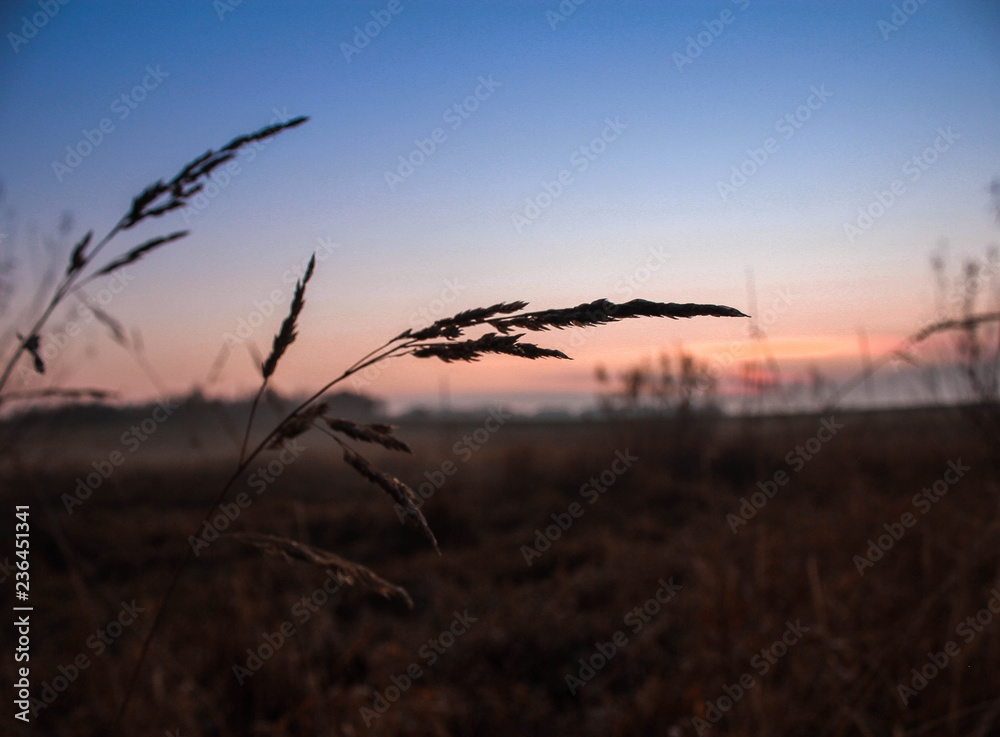 Kornfeld in der Abenddämmerung