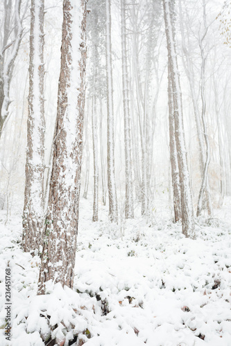 Tall pine tree trunks in forest covered with snow, cold foggy late autumn day. Weather and changing seasons concept