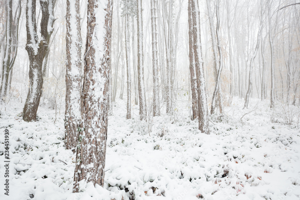 Fototapeta premium Tall pine tree trunks in forest covered with snow, cold foggy late autumn day. Weather and changing seasons concept