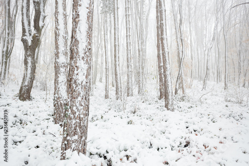 Tall pine tree trunks in forest covered with snow, cold foggy late autumn day. Weather and changing seasons concept