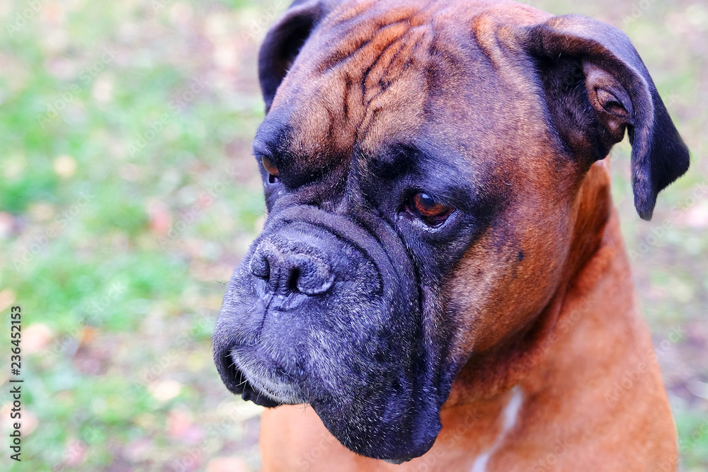 Muzzle dogs breed bulldog. Close-up of the dog looking into the distance.