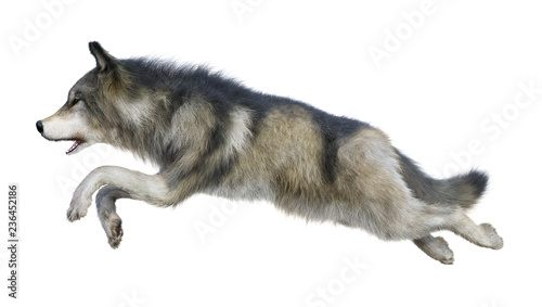 3D Rendering Gray Wolf on White