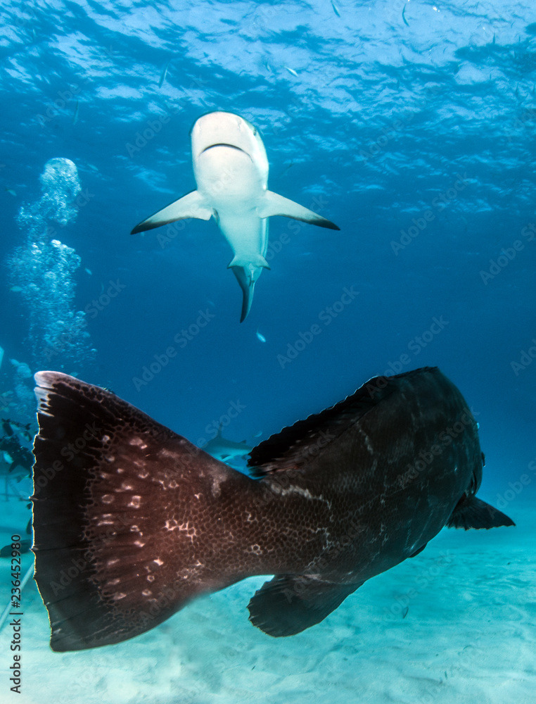 Obraz premium Karaibski rekin rafowy i grouper na Bahamach