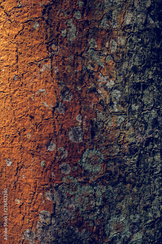 Bright bark of old tree