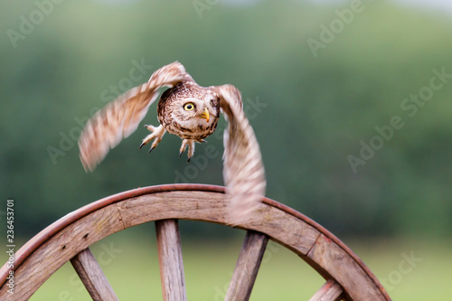Little owl flying in the Netherlands