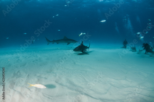 Bulls shark and Tiger shark at the Bahamas