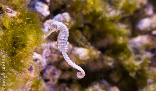 Photography White Sydney seahorse in closeup, A endangered specie from Australia