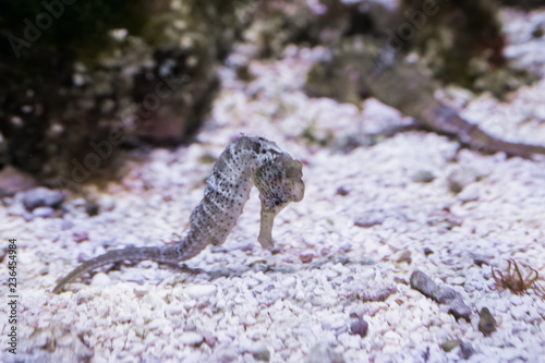 a white sydney seahorse swimming over the bottom and sniffing the ground, a tropical aquarium pet from Australia photo